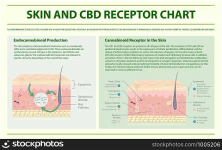 Skin and CBD Receptor Chart horizontal infographic illustration about cannabis as herbal alternative medicine and chemical therapy, healthcare and medical science vector.