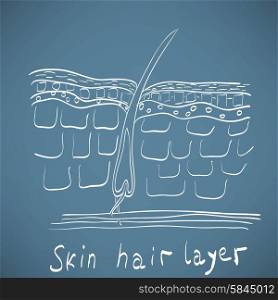 skin hair layer illustration