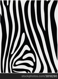 skin of zebra 2