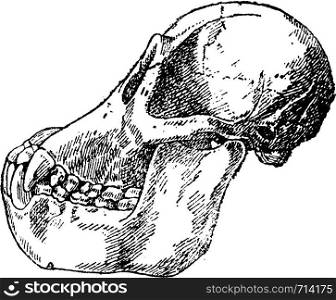 Skull adult orangutan, vintage engraved illustration. Natural History of Animals, 1880.
