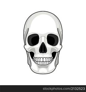 Skull bone face. Gray cartoon smiling cute human skeleton head isolated on white background, drawn simple ghost front vector illustration. Skull bone face. Gray cartoon smiling cute human skeleton head isolated on white background, drawn ghost front vector illustration