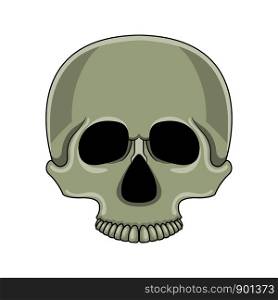 Skull isolated on white background. Cartoon human skull. Vector illustration for any design.