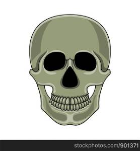 Skull isolated on white background. Cartoon human skull with jaw. Vector illustration for any design.