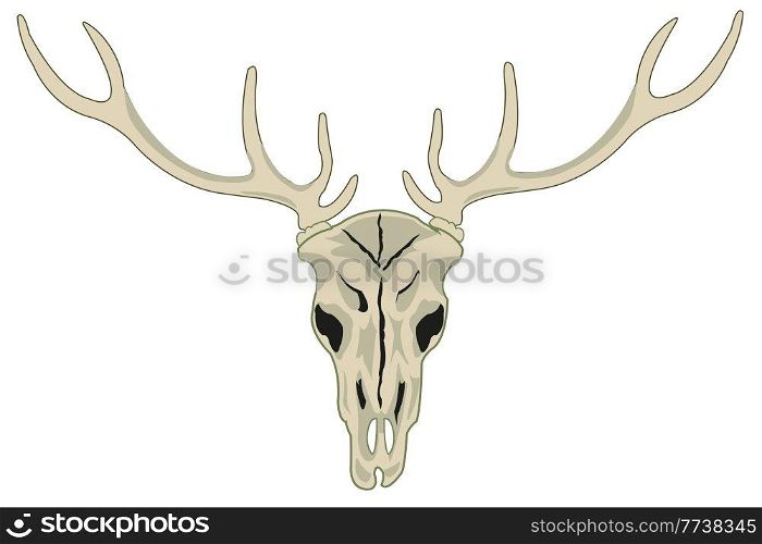Skull of the deer with horn on white background is insulated. Skull of the wildlife deer with horn