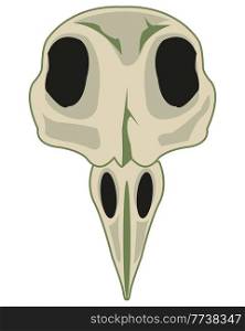 Skull of the head of the bird on white background is insulated. Skull of the bird with beak type frontal