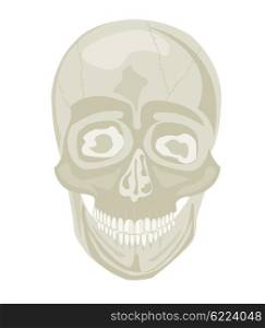 Skull of the person on white background insulated. Skull of the person