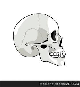 Skull profile. Gray skulls picture on white background, halftone anatomy symbol, illustrated dead human head simple sketch, skeleton chump drawing isolated on white background. Skull profile. Gray skulls picture on white background, halftone anatomy symbol, illustrated dead human head simple sketch, skeleton chump drawing isolated on white