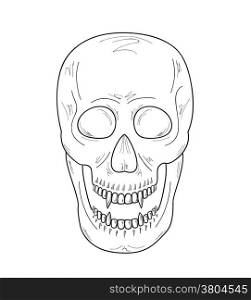 skull with vampire teeth on white background, vector, sketch. skull with vampire teeth, sketch