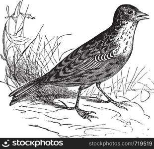Skylark or Alauda arvensis vintage engraving. Old engraved illustration of a skylark bird in his environment.