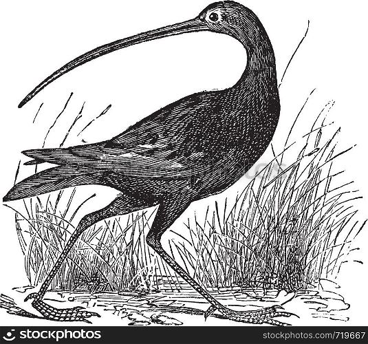 Slender-billed Curlew or Numenius tenuirostris, vintage engraving. Old engraved illustration of a Slender-billed Curlew.