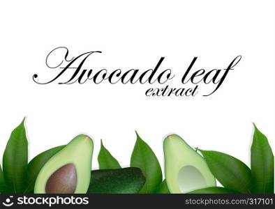 Sliced avocado background with leaves. Avocados seed with leaf. Avocado halves. Top view with space for text. Vector Illustration.