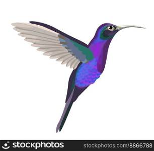 Small avian animal portrait, isolated colibri with colorful plumage and feathers, long beak and wings. Exotic species and tropical nature, fauna and zoology of wilderness. Vector in flat style. Flying colibri bird, small avian animal portrait