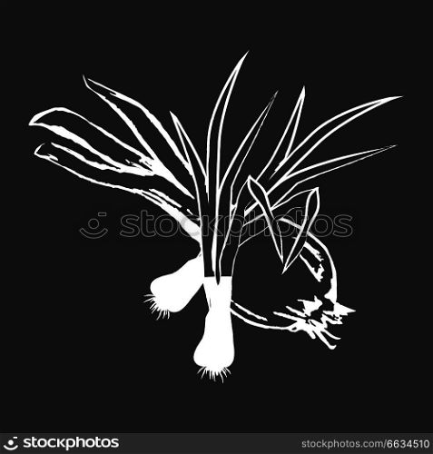 Small leek bunches and bulb onion isolated white outline sketch on black background. Spicy herbs for meals seasoning vector illustration.. Leek Bunches and Bulb Onion Isolated White Outline