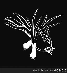Small leek bunches and bulb onion isolated white outline sketch on black background. Spicy herbs for meals seasoning vector illustration.. Leek Bunches and Bulb Onion Isolated White Outline