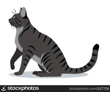 Smooth coated tabby cat with long tail icon, cute gray pet, domestic animal, vector illustration in flat style. Smooth coated tabby cat with long tail icon, cute gray pet, domestic animal, vector illustration