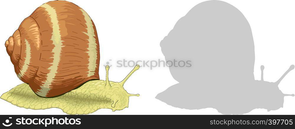 Snail