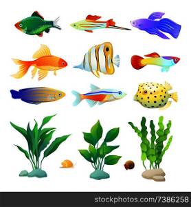 Snail and fish specie aquarium inhabitant. Decorative seaweed variegation colored cartoon vector illustration set isolated on white nautical poster.. Aquarium Inhabitant Specie and Algae Color Poster