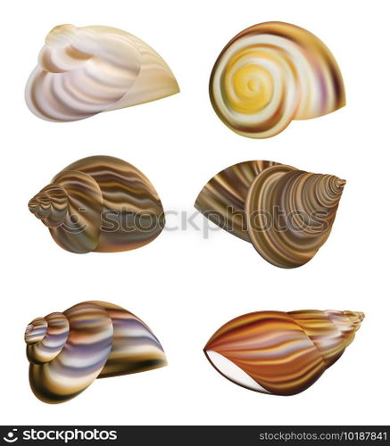 Snail s Shell vector