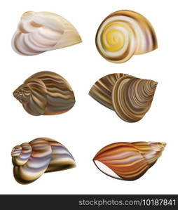 Snail s Shell vector
