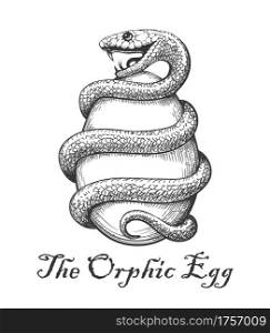 Snake with Egg. Esoteric Orphic Egg Symbol drawn in engraving style. vecto lustration.
