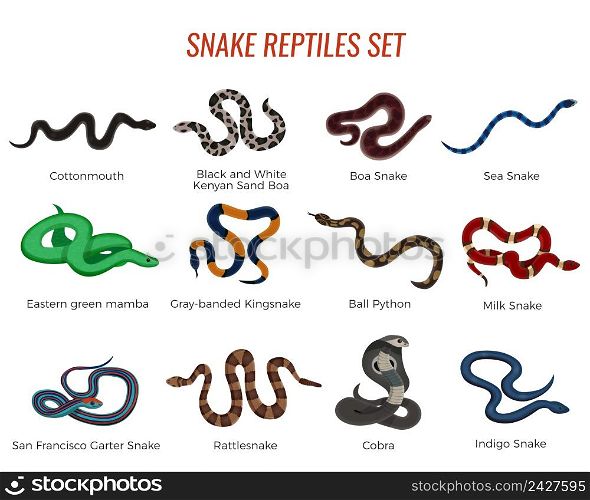 Snakes reptiles set with boa of various types, royal python, cobra, rattlesnake, sea serpent isolated vector illustration. Snakes Reptiles Set