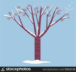 Snowball tree without foliage in forest. Red berries on branches, guelder rose or holly, traditional symbol of christmas. Isolated plant covered by snow on blue background. Vector illustration in flat. Guelder Rose or Holly Tree Covered by Snow, Winter