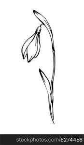 Snowdrop half opened flower outline ink drawing vector elegant line art spring floral element on white background.