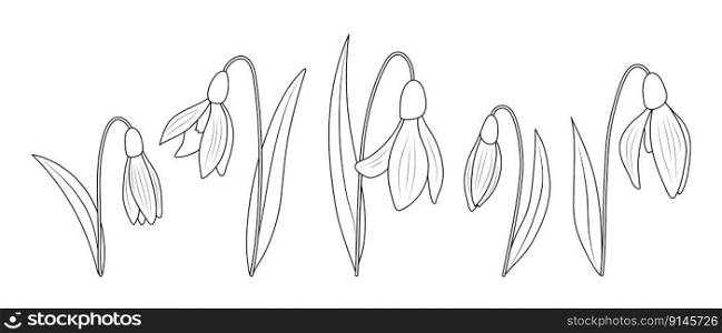 Snowdrop icons isolated on white background. Vector illustration. Snowdrop icons isolated on white background.