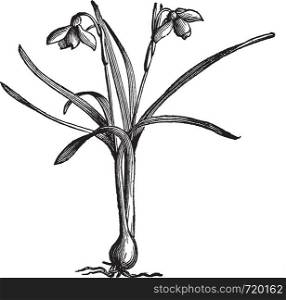 Snowdrop or Galanthus nivalis, vintage engraved illustration. Trousset encyclopedia (1886 - 1891).