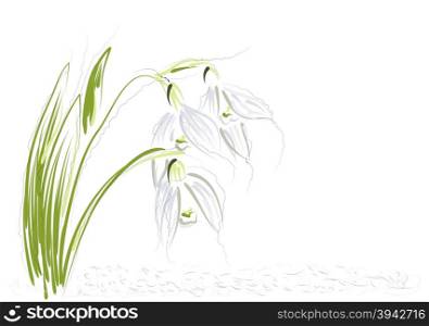 snowdrops. abstract flowers on a white background