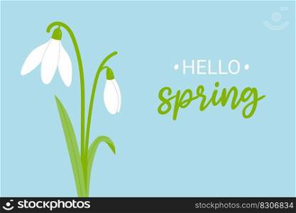 Snowdrops spring flowers. Poster with hello spring phrase. Cartoon vector illustration. 