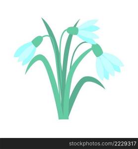 Snowdrops spring primrose isolated vector illustration. Delicate little forest flowers. Bouquet of field flowering. Snowdrops spring primrose isolated vector illustration