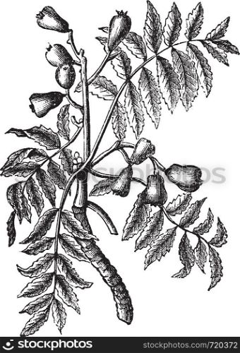 Sorbus domestica or Service Tree or True Service Tree or Sorb or Sorb Tree or Whitty Pear, vintage engraving. Old engraved illustration of Sorbus domestica isolated on a white background.