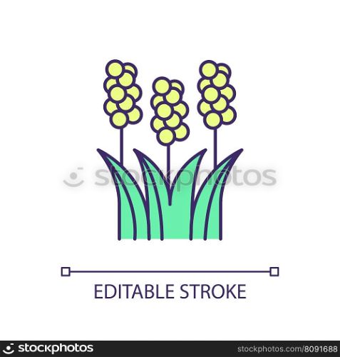 Sorghum plant RGB color icon. Cereal grain. Agriculture industry. Tropical grass. Garden perennial. Crops grown. Isolated vector illustration. Simple filled line drawing. Editable stroke. Sorghum plant RGB color icon