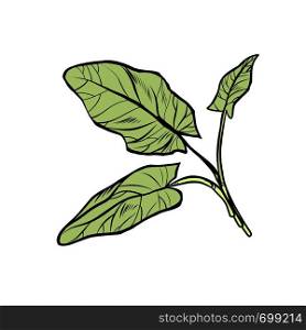 sorrel, garden of culinary plants, spices. isolate on white background. Pop art retro vector illustration vintage kitsch. sorrel, garden of culinary plants, spices. isolate on white background