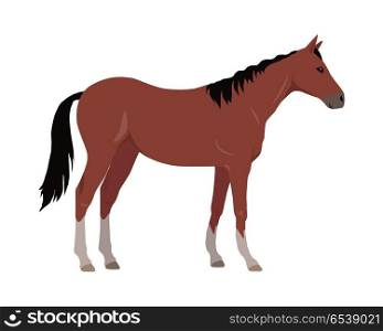 Sorrel horse with white legs vector. Flat design. Domestic animal. Country inhabitants concept. For farming, animal husbandry, horse sport illustrating. Agricultural species. Isolated on white. Sorrel Horse Vector Illustration in Flat Design. Sorrel Horse Vector Illustration in Flat Design