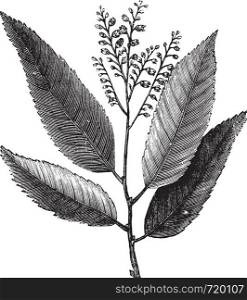Sourwood or Sorrel Tree or Oxydendrum arboreum, showing flowers, vintage engraved illustration. Trousset encyclopedia (1886 - 1891).