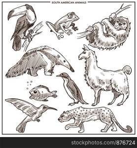 South American animals and birds sketch. Vector isolated toucan, sloth or lama and humming bird, anteater or leopard and penguin with piranha and tropical frog for zoo or zoological park. South American animals and birds vector sketch