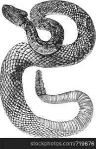South American Rattlesnake or Tropical Rattlesnake or Crotalus durissus, vintage engraving. Old engraved illustration of a South American Rattlesnake.