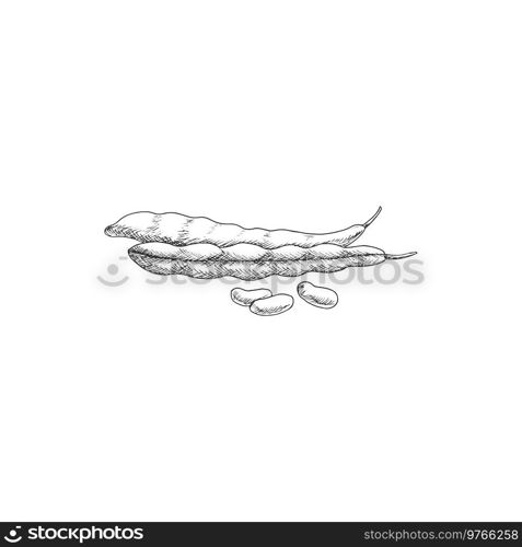 Soy or common bean isolated vegetable food. Vector sketch of legume, pods of beans, soybean seeds. Pods of bean, soy legume food, soybean seeds