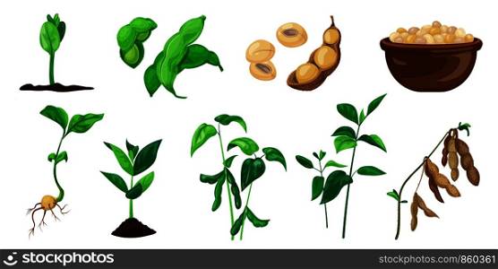 Soybean icons set. Cartoon set of soybean vector icons for web design. Soybean icons set, cartoon style