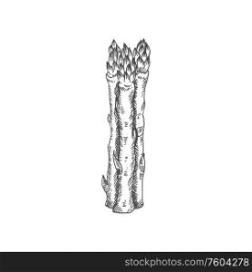 Sparrow grass or garden asparagus isolated monochrome sketch. Vector bundle of cultivated asparagus. Asparagus officinalis isolated sketch vector food