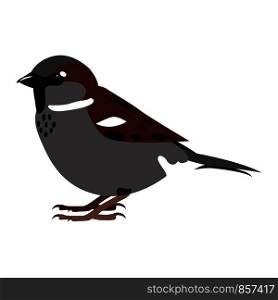 Sparrow. Simple color vector illustration isolated on white. Sparrow. Simple color vector illustration isolated on white.