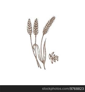 Spelt Triticum spelta dinkel or hulled wheat spike and grains isolated monochrome icon. Vector cereal crop, rye spikes, superfood bread flour ingredient. Agriculture and cultivation, organic farming. Triticum spelta hulled dinkel wheat plant, grains
