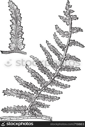 Sphenopteris, vintage engraving. Old engraved illustration of Sphenopteris, an extinct seed fern.