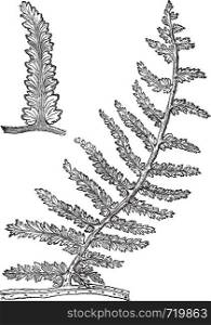 Sphenopteris, vintage engraving. Old engraved illustration of Sphenopteris, an extinct seed fern.