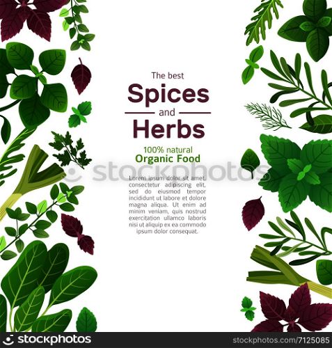Spices and herbs. Basil mint spinach coriander parsley dill and thyme. Indian spice cooking asian food ingredients vector background. Illustration of mint and parsley, dill and basil. Spices and herbs. Basil mint spinach coriander parsley dill and thyme. Indian spice cooking asian food ingredients vector background