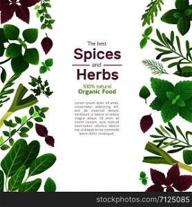Spices and herbs. Basil mint spinach coriander parsley dill and thyme. Indian spice cooking asian food ingredients vector background. Illustration of mint and parsley, dill and basil. Spices and herbs. Basil mint spinach coriander parsley dill and thyme. Indian spice cooking asian food ingredients vector background