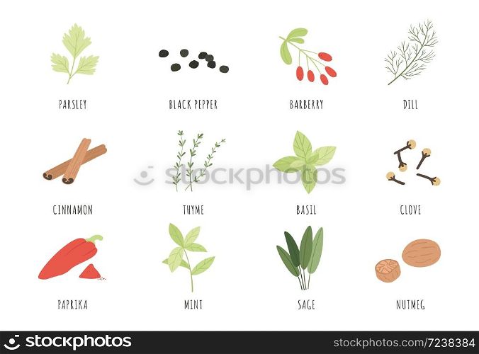 Spices and herbs. Cartoon black pepper, basil and dill, thyme. Cinnamon, sage and paprika, mint and parsley, clove and nutmeg vector set. Cooking or culinary organic and natural ingredient. Spices and herbs. Cartoon black pepper, basil and dill, thyme. Cinnamon, sage and paprika, mint and parsley, clove and nutmeg vector set