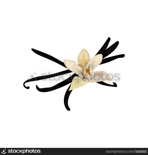 Spices. vanilla flower and pods, vector isolated objects on white background. 100 organic. For menu, spa salon, aromatherapy, perfume isolated. spices. vanilla flower
